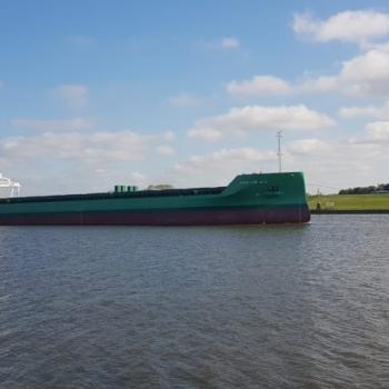 Arklow Ace - Pod of Playful Dolphins